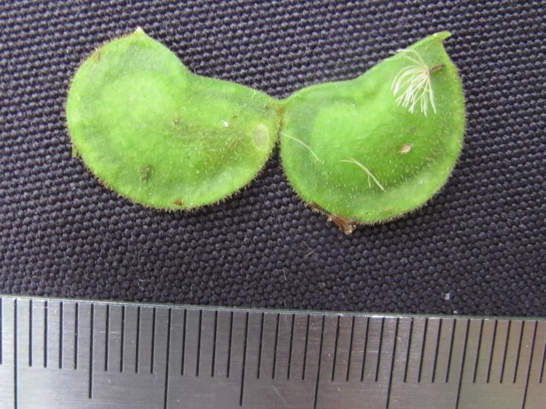 Desmodium wydlerianum — search result for 'Desmodium'