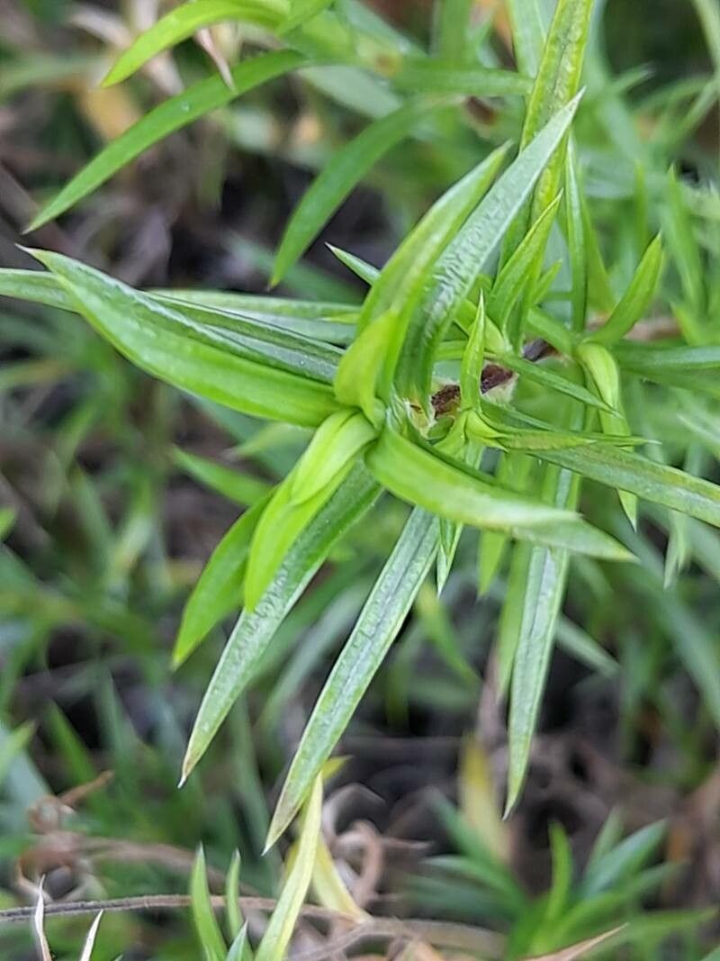 Polypremum procumbens — search result for 'Rubiaceae'