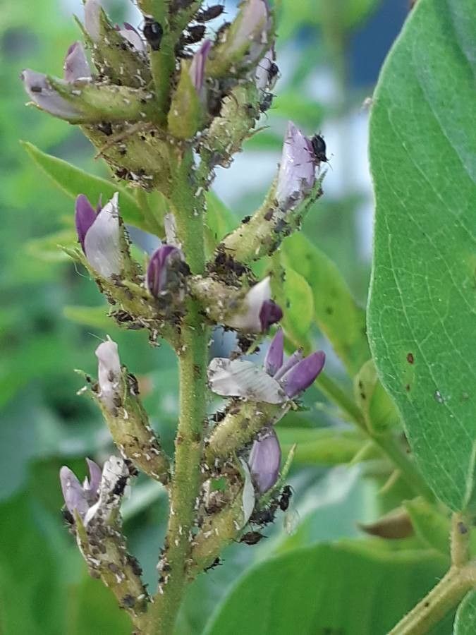 Glycyrrhiza glabra flower