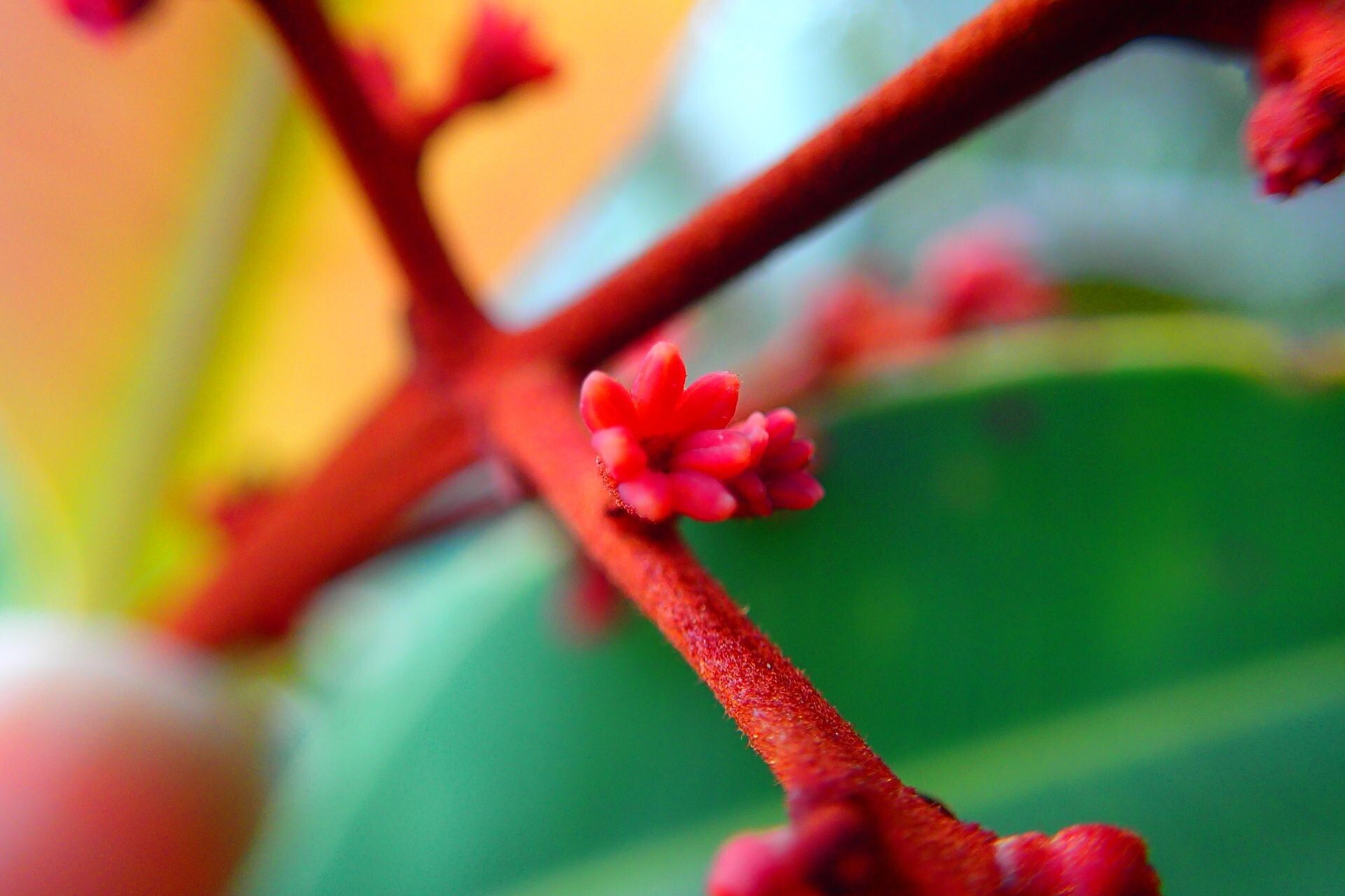 Podonephelium plicatum flower