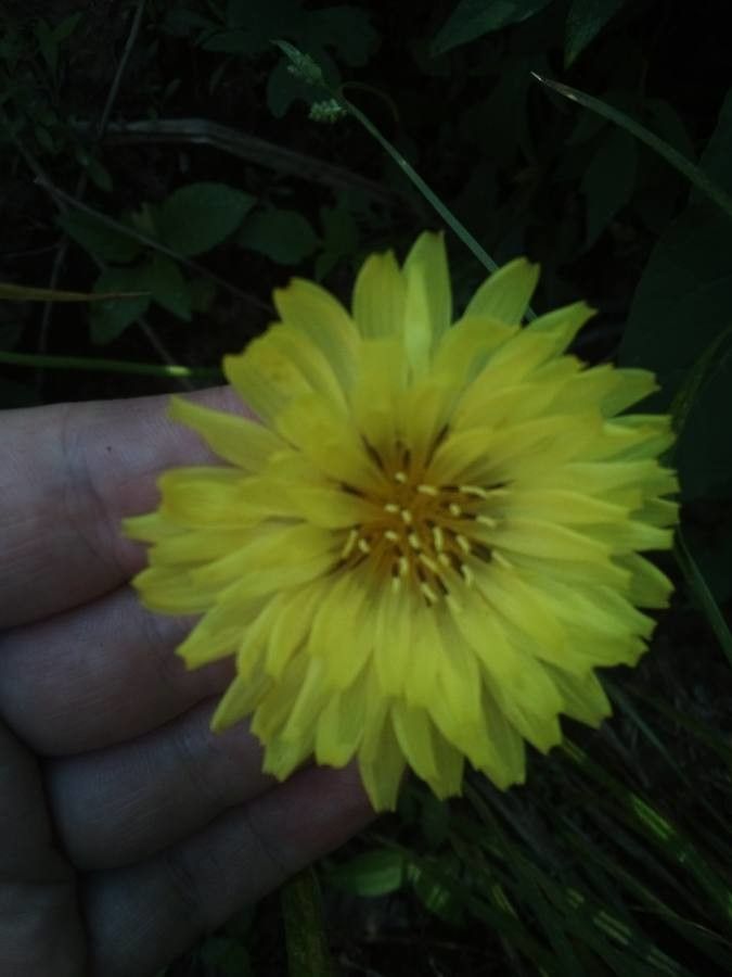 Ixeris stolonifera — houseplant care guide