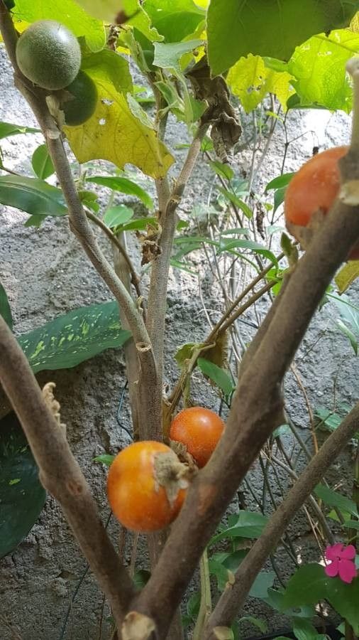 Solanum sessiliflorum fruit