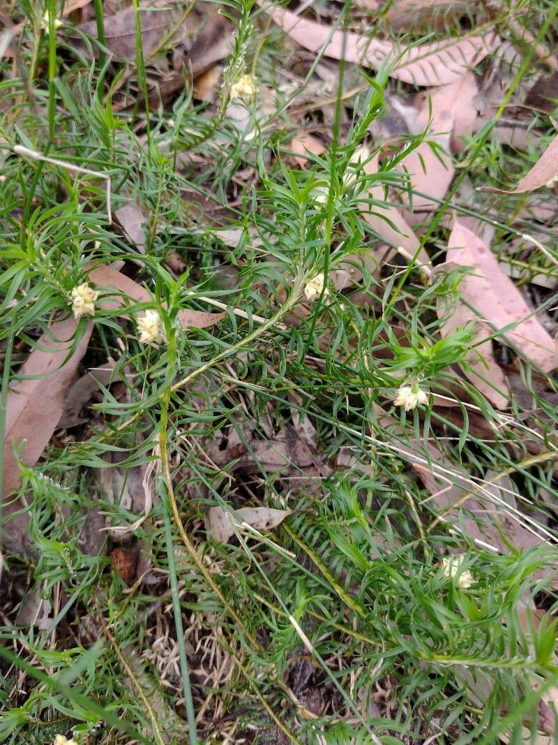 Lomandra obliqua habit