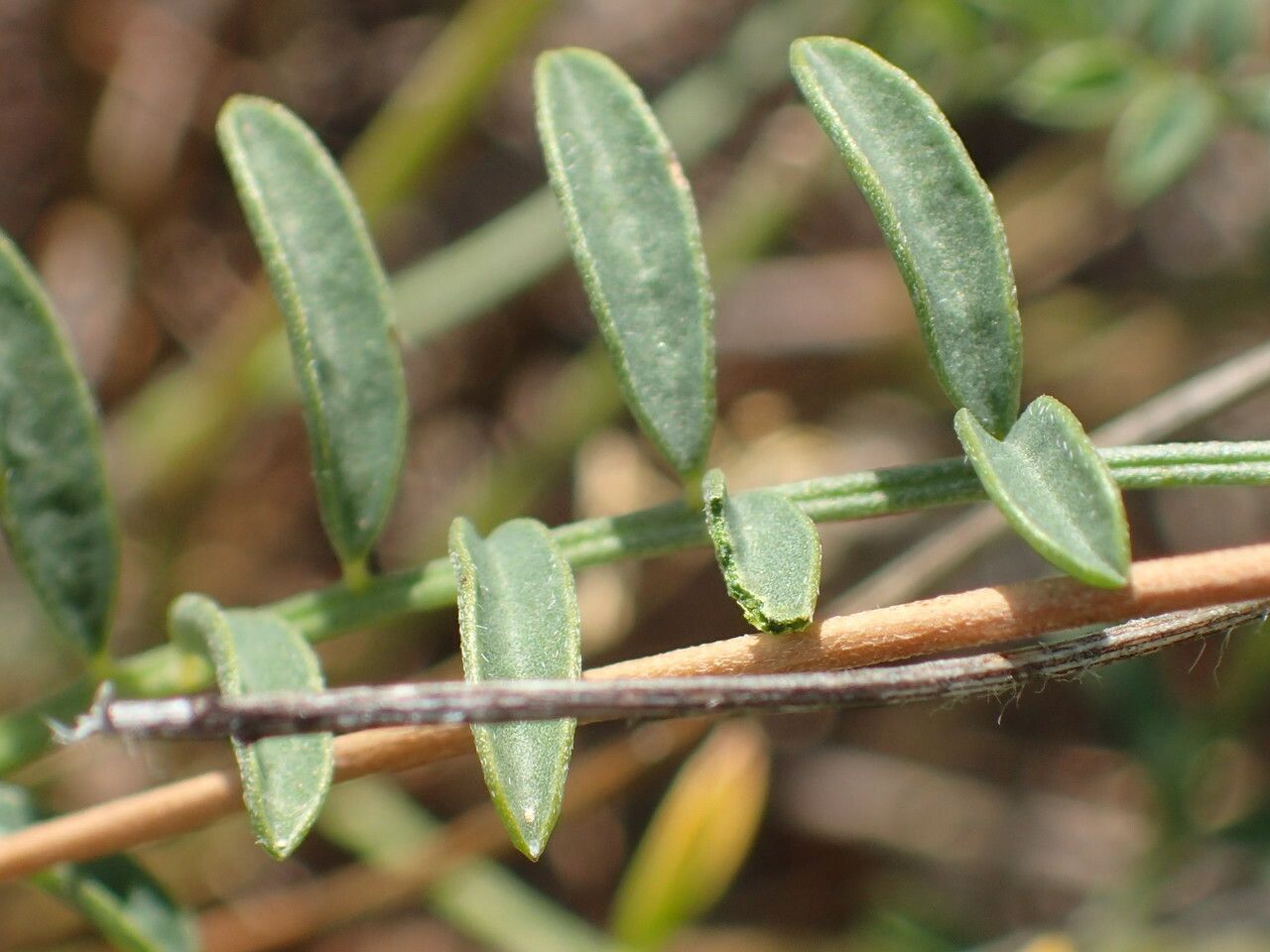 Hedysarum boveanum — related species from the same genus