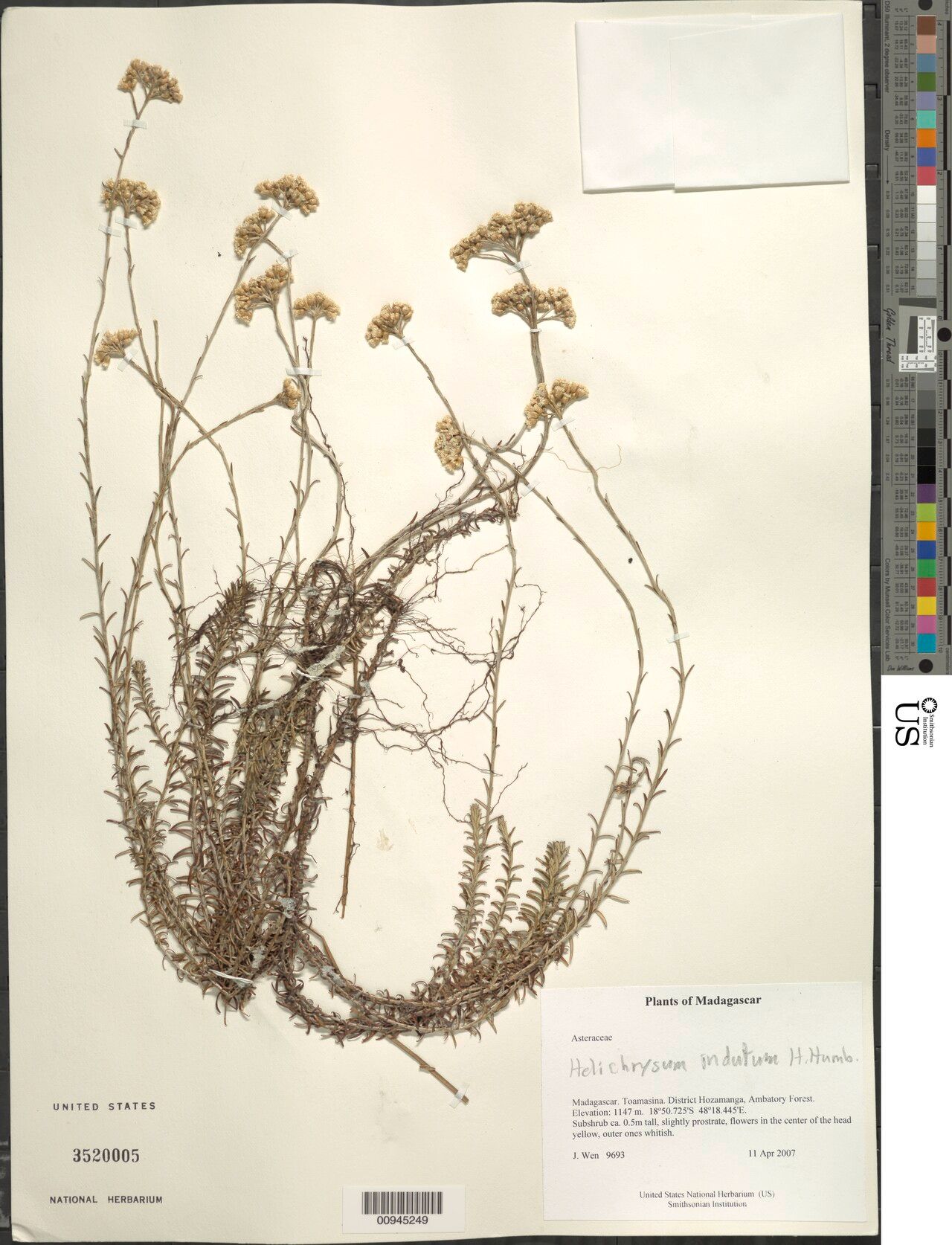Helichrysum indutum — houseplant care guide