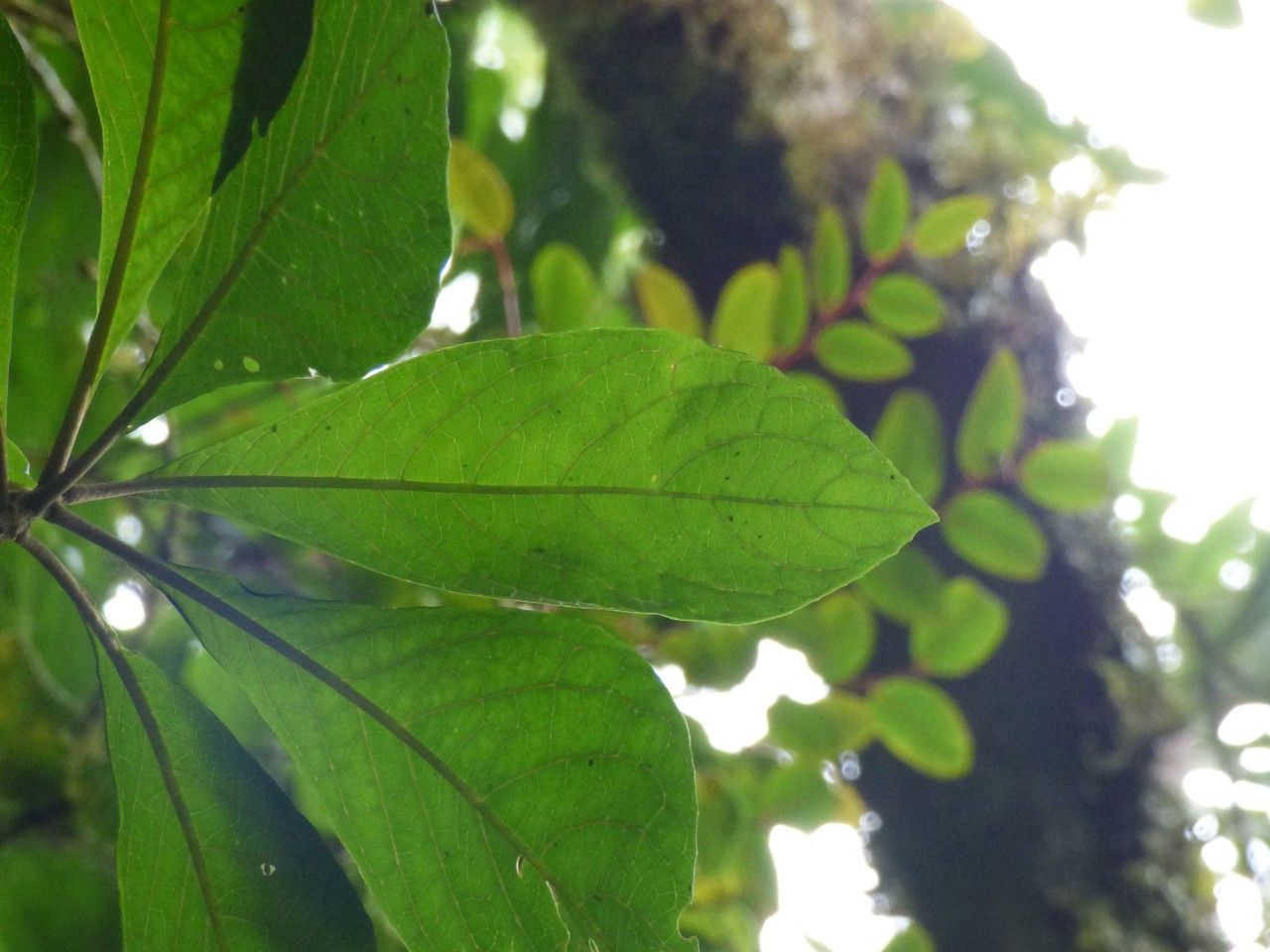 Gymnanthemum fimbrilliferum leaf