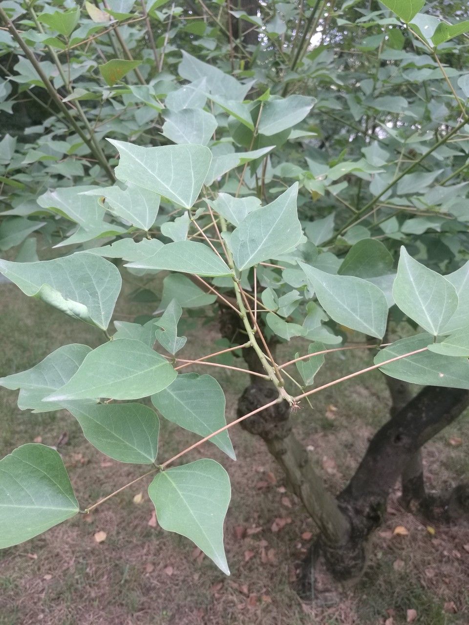 Erythrina corallodendron leaf