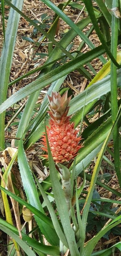 Ananas bracteatus fruit