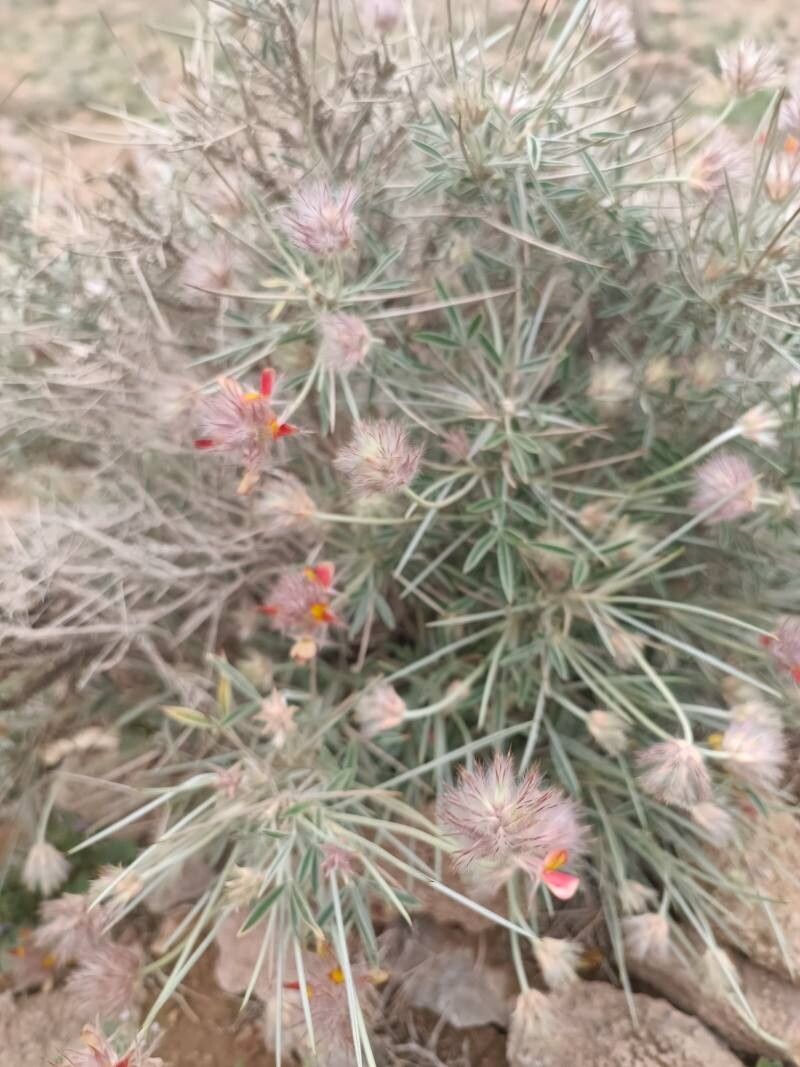 Anthyllis tejedensis other