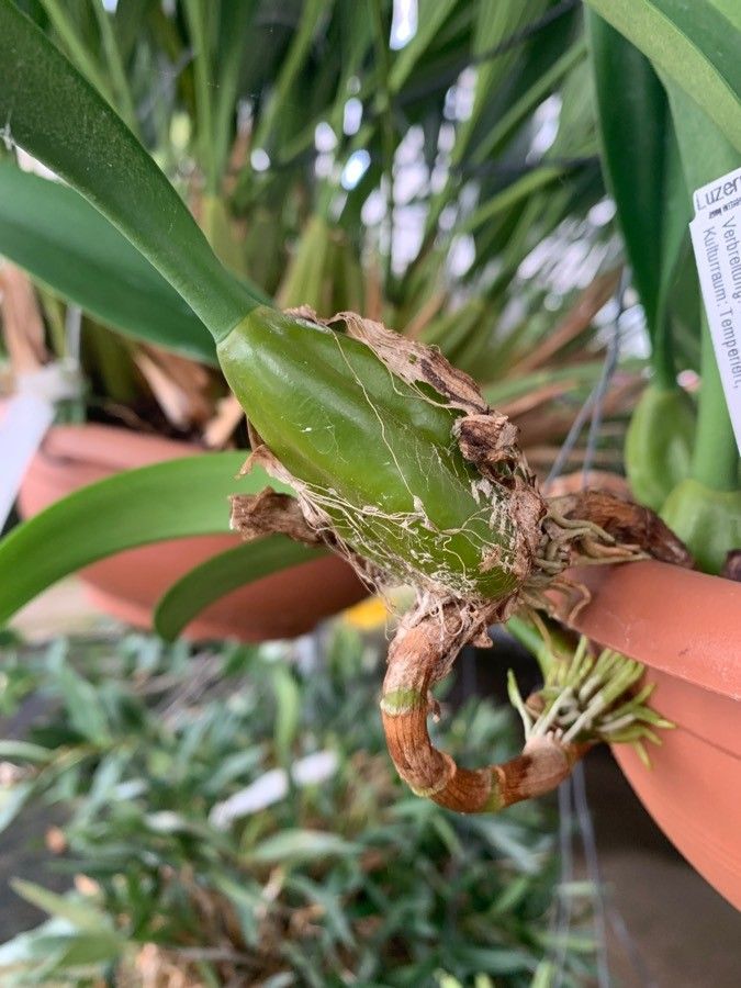 Bulbophyllum crassipes leaf
