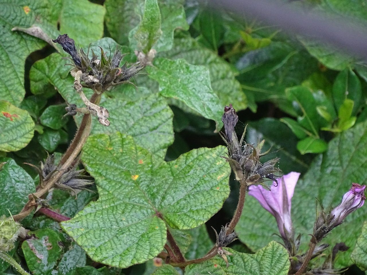 Ipomoea wightii bark