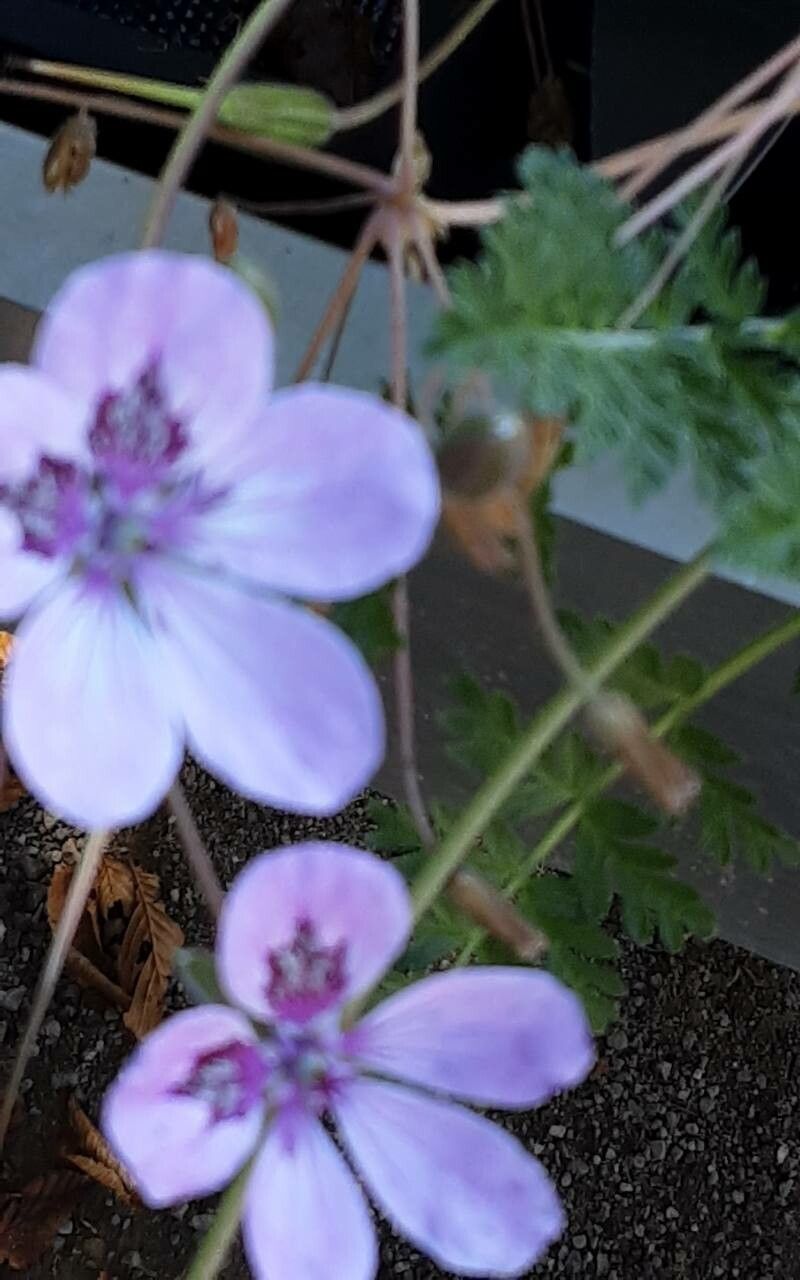 Erodium × anaristatum flower