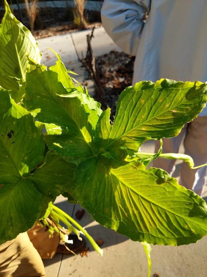 Pinellia ternata — search result for 'Arum'