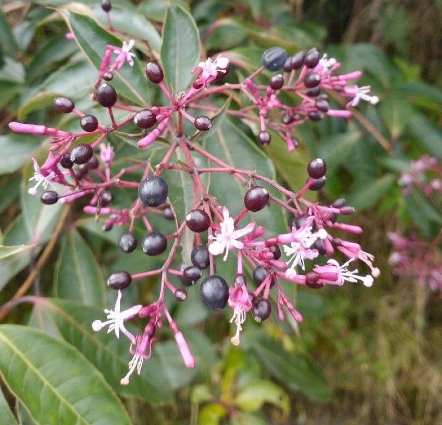 Fuchsia paniculata fruit