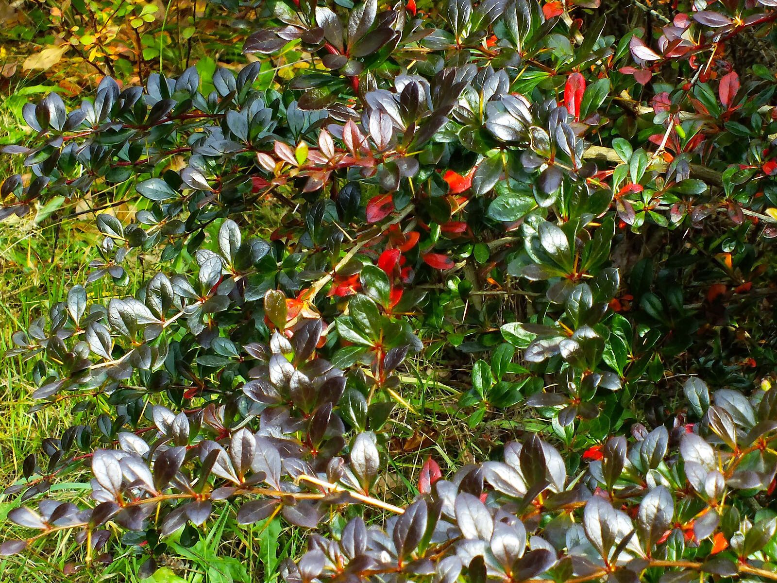 Berberis amurensis