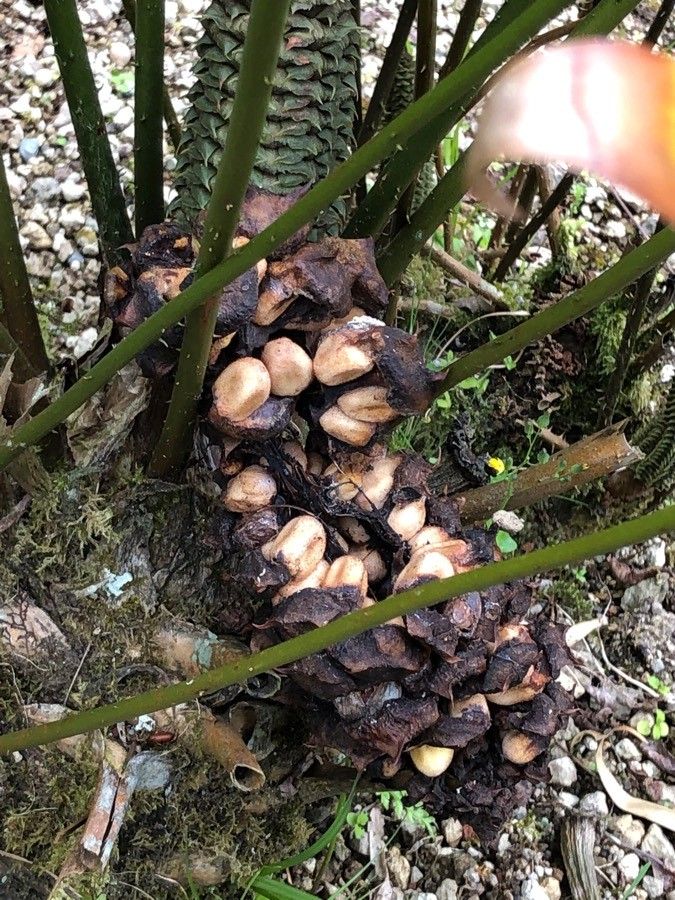 Ceratozamia hildae fruit
