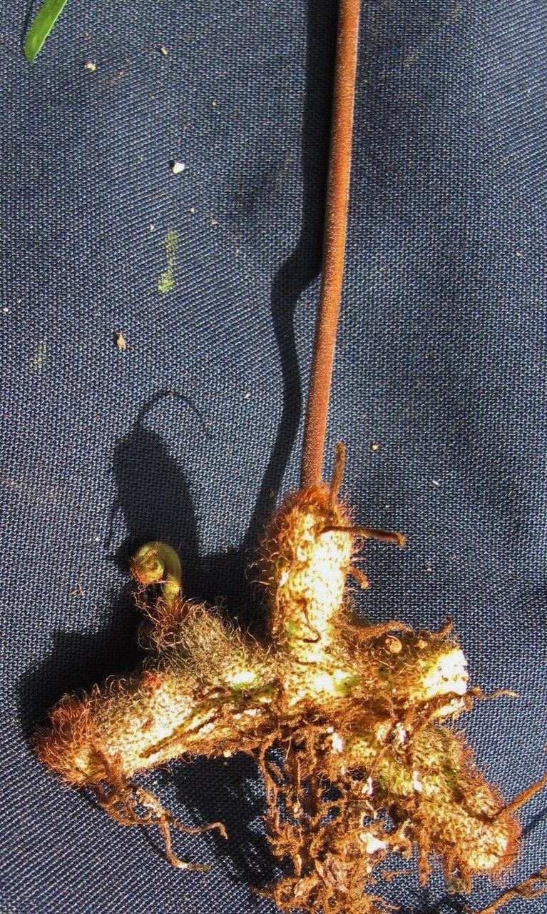 Serpocaulon wagneri bark