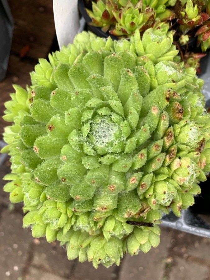 Sempervivum ciliosum flower