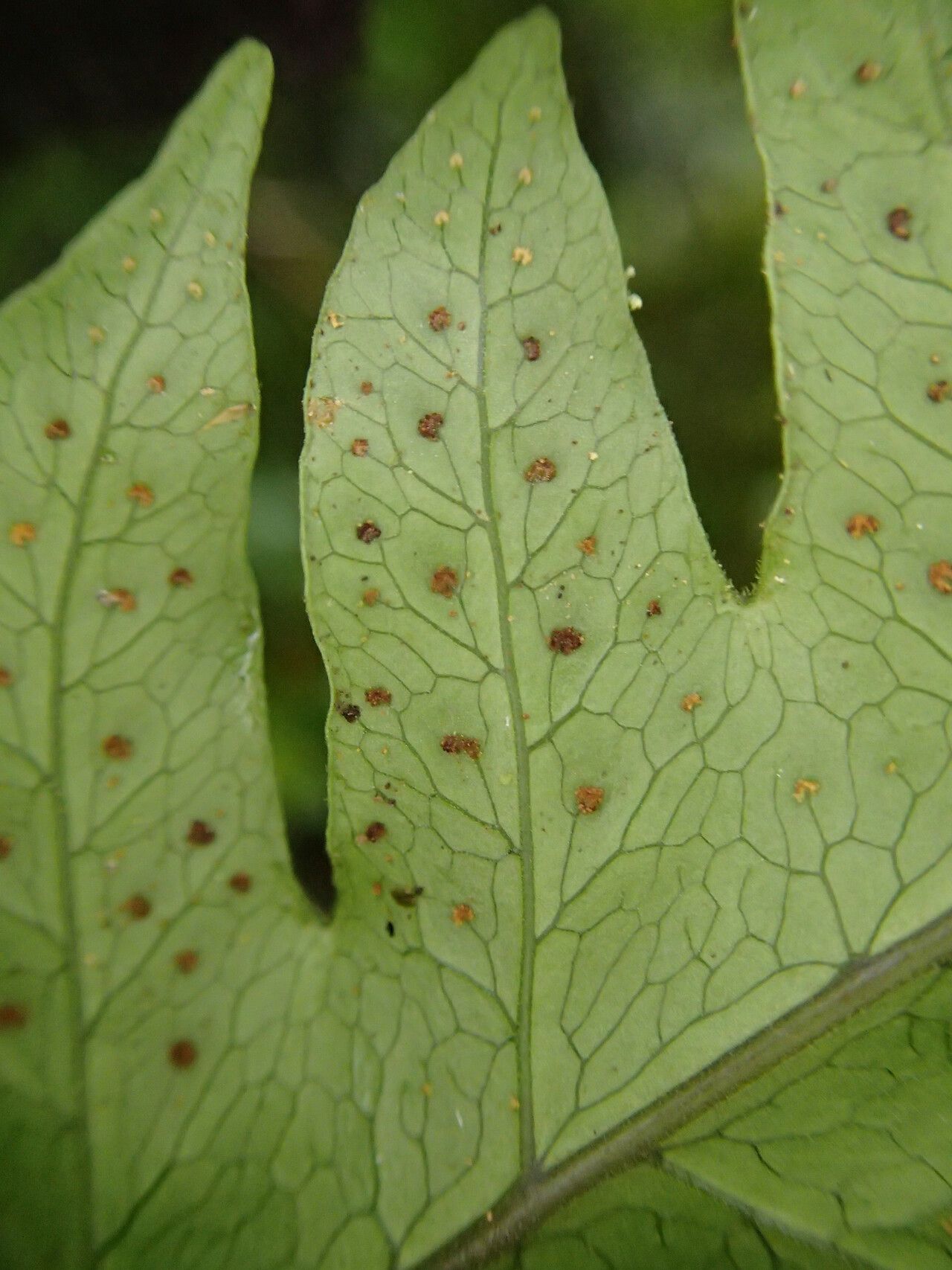Tectaria camerooniana — related species from the same genus