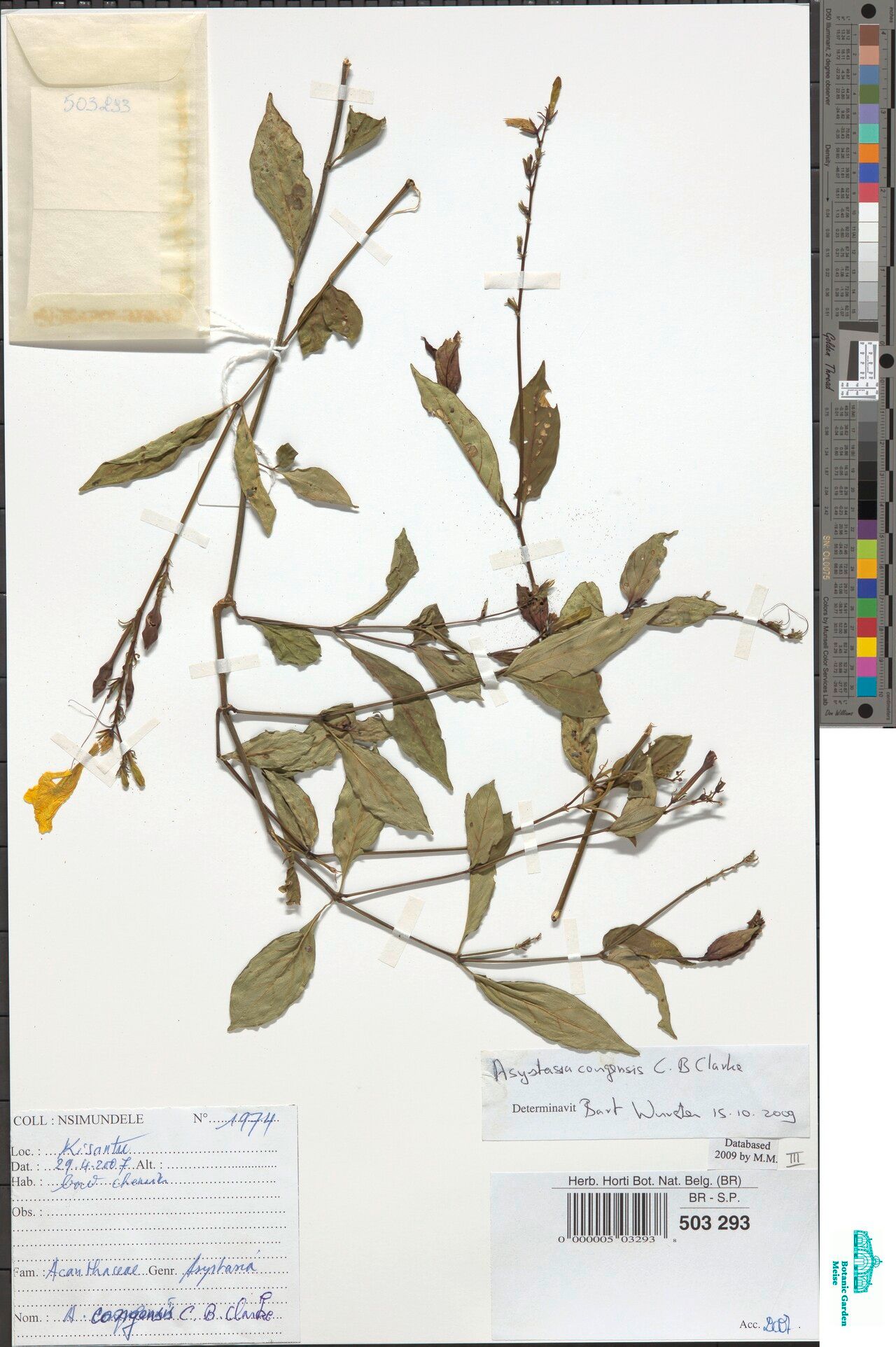 Asystasia congensis — search result for 'Asystasia'