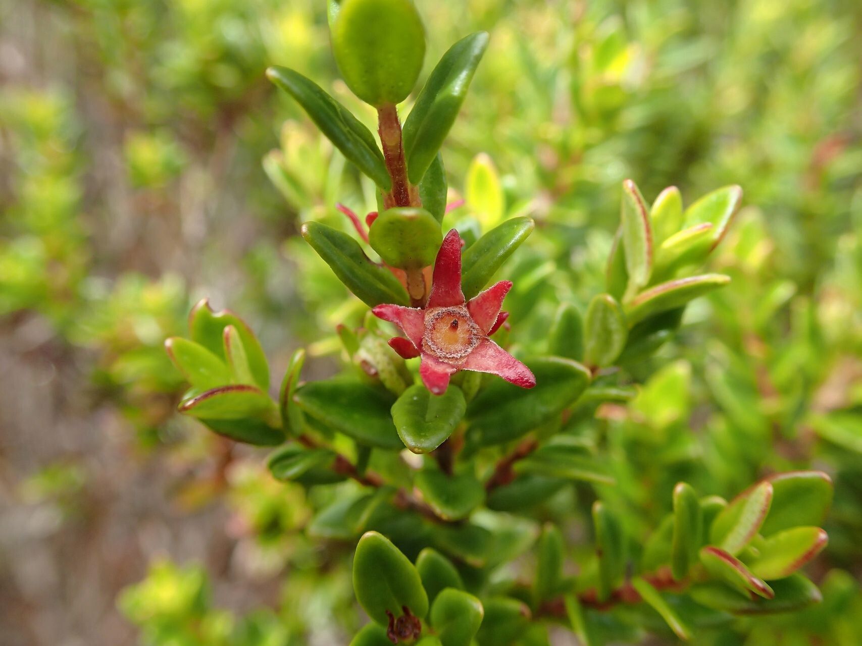 Metrosideros microphylla — search result for 'Metrosideros'
