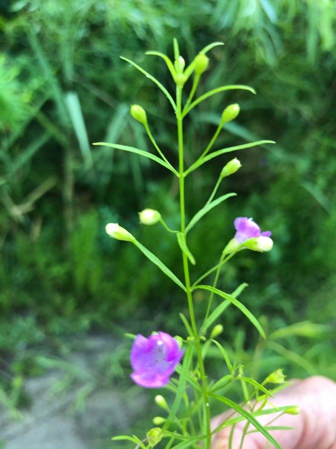 Agalinis tenuifolia flower