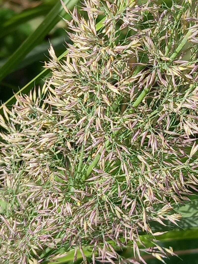 Calamagrostis arundinacea fruit