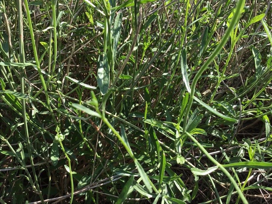 Sideritis glauca leaf
