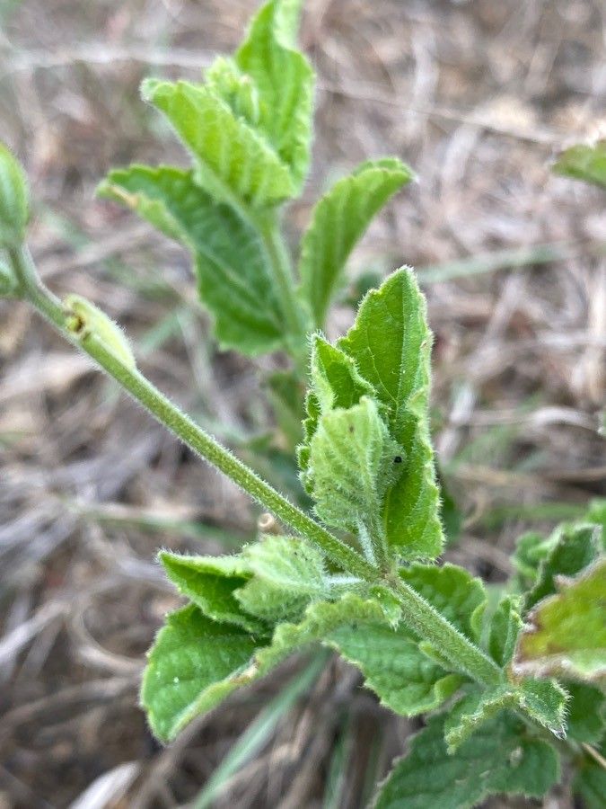 Priva curtisiae — related species from the same genus