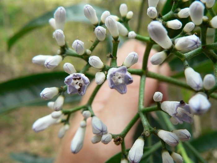 Psychotria oua-tilouensis flower