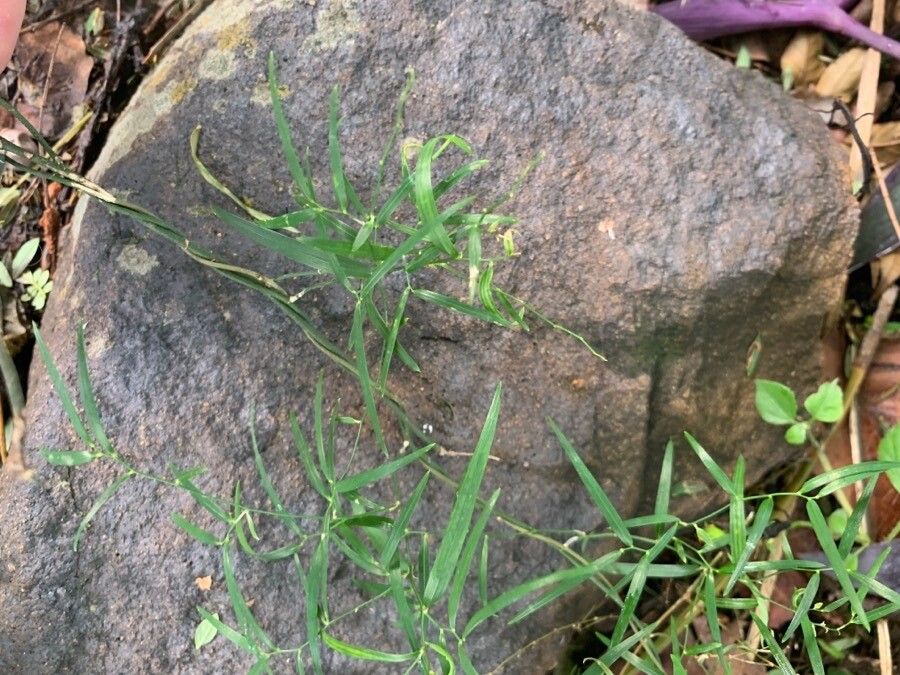 Geitonoplesium cymosum habit