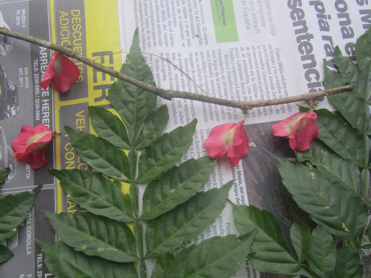 Paullinia serjaniifolia leaf