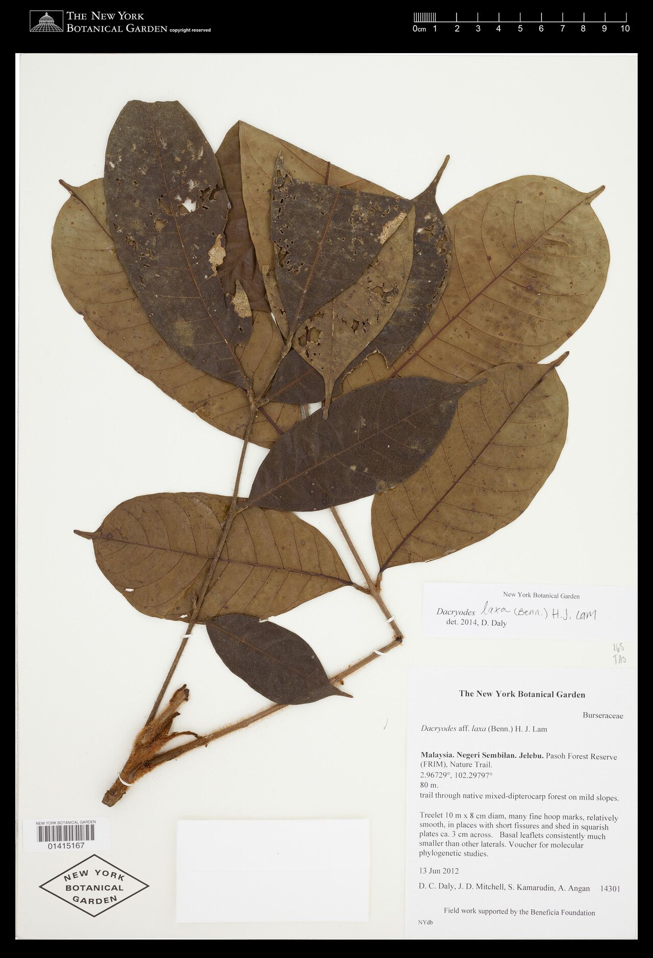 Dacryodes laxa — search result for 'Dacryodes'