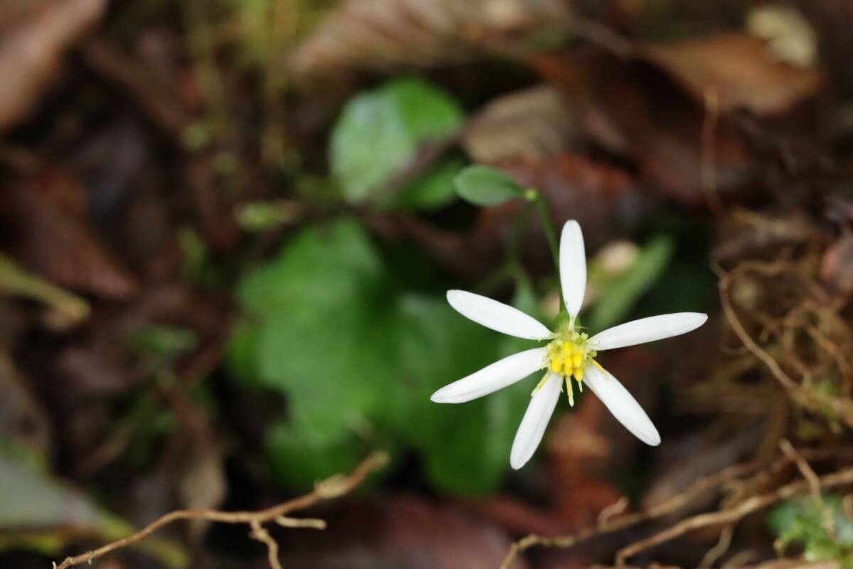Aster dimorphophyllus — houseplant care guide