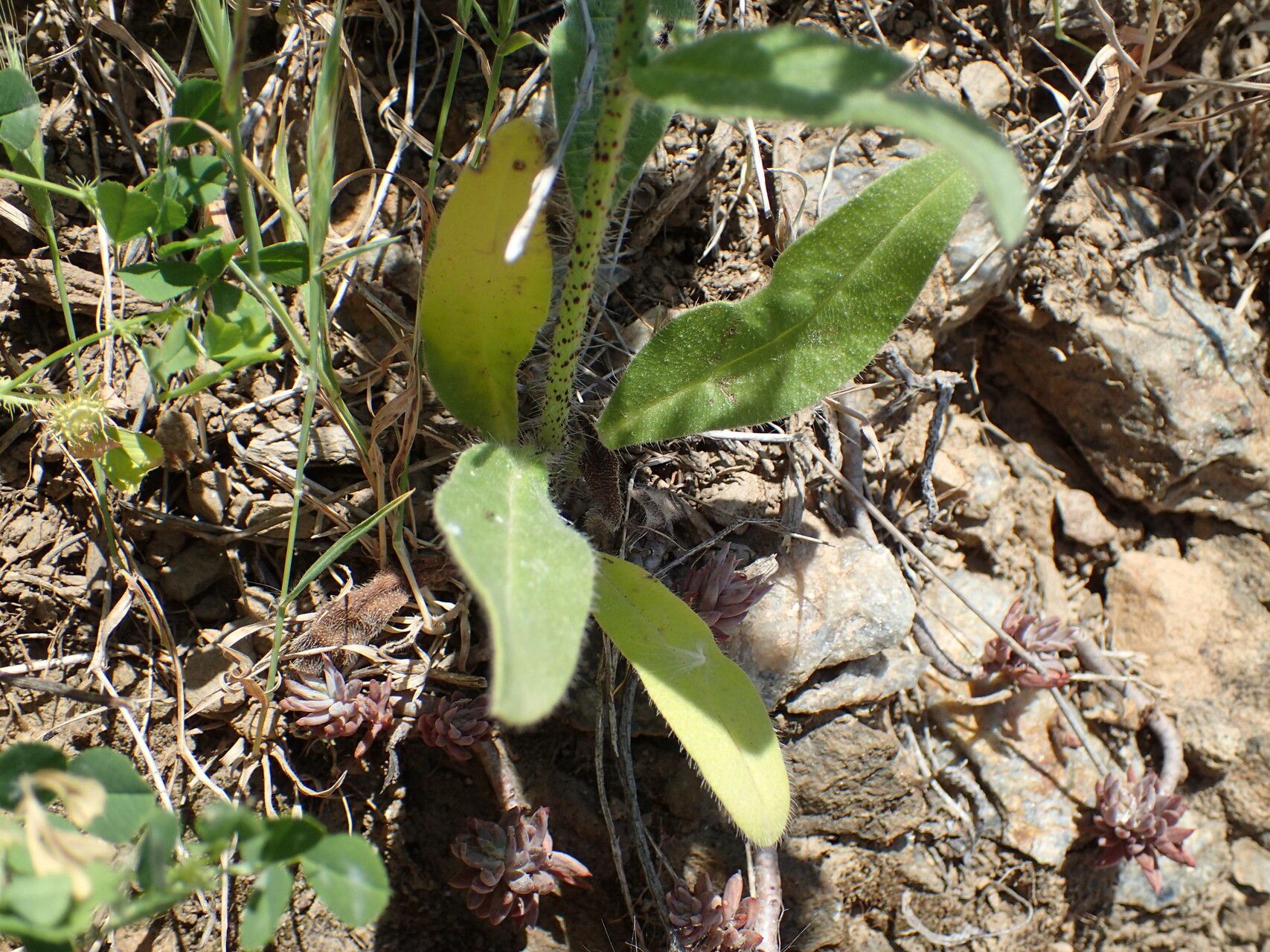 Echium creticum leaf