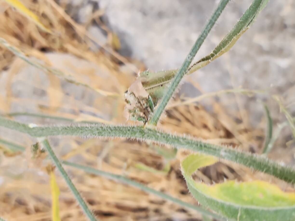 Picris strigosa bark