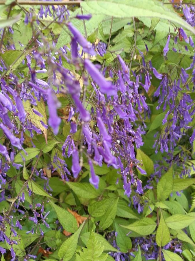 Isodon effusus flower