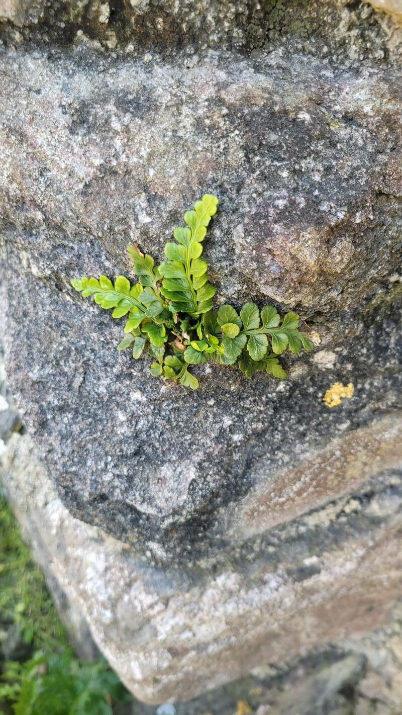 Asplenium marinum flower