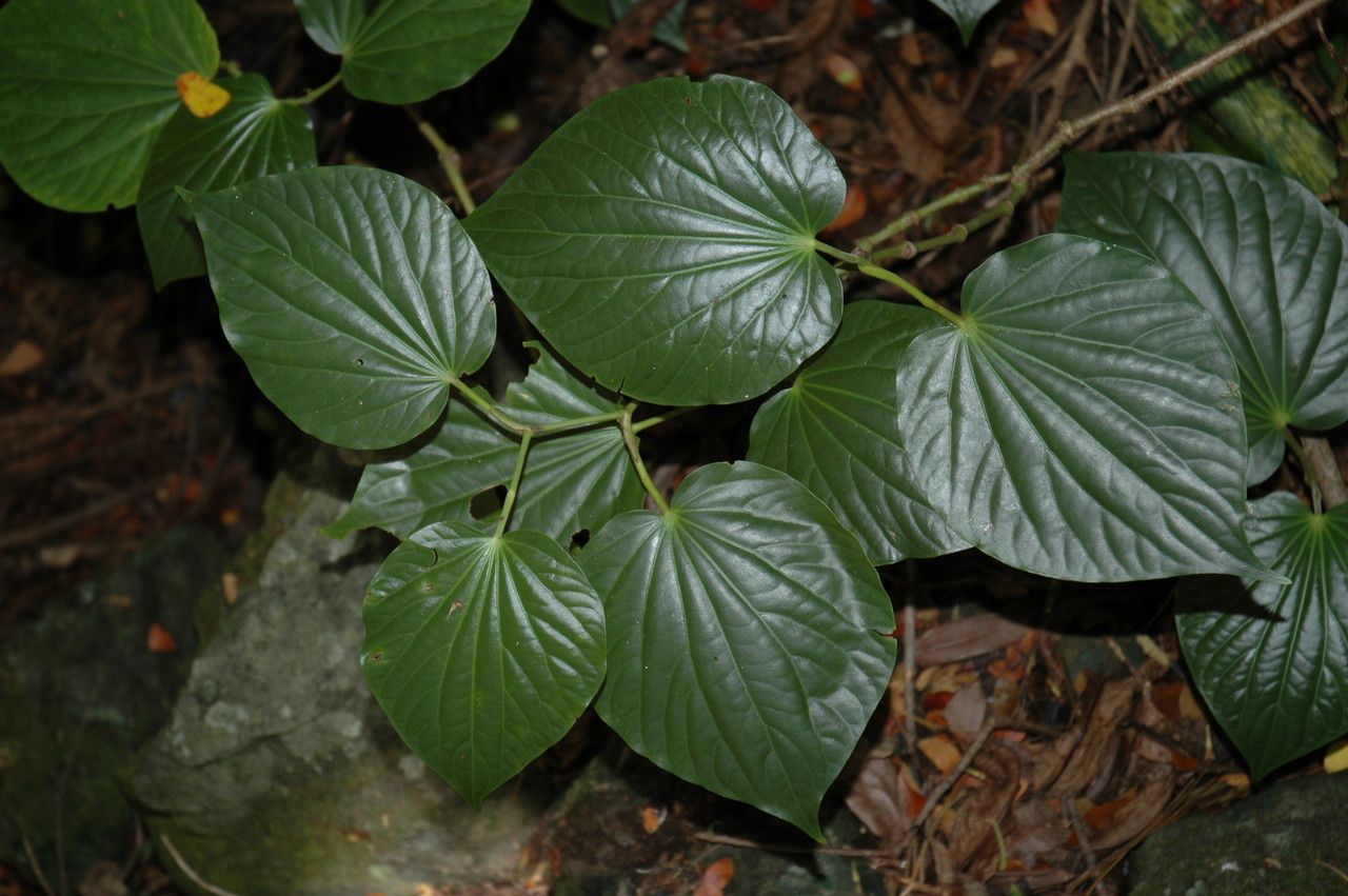 Piper guahamense — houseplant care guide