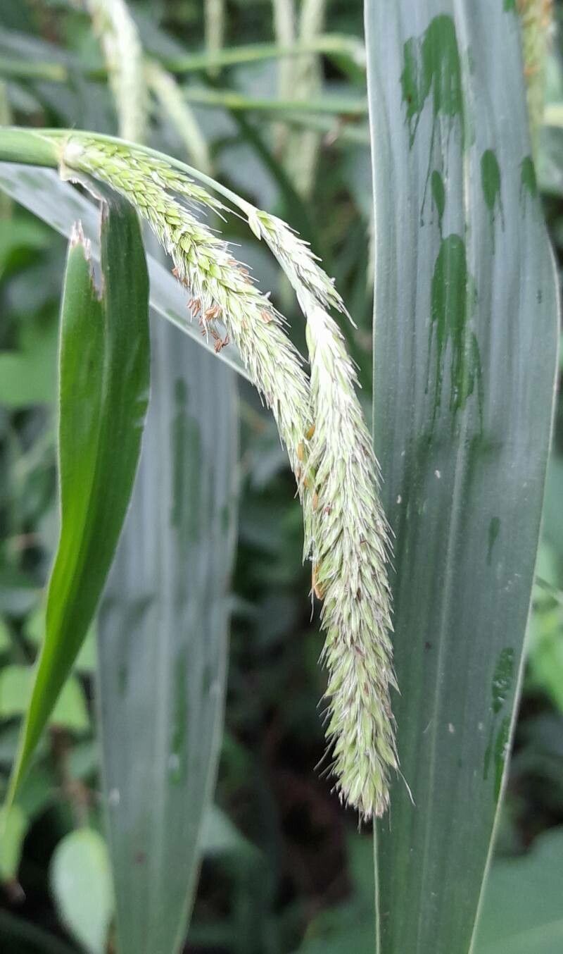 Cenchrus latifolius flower