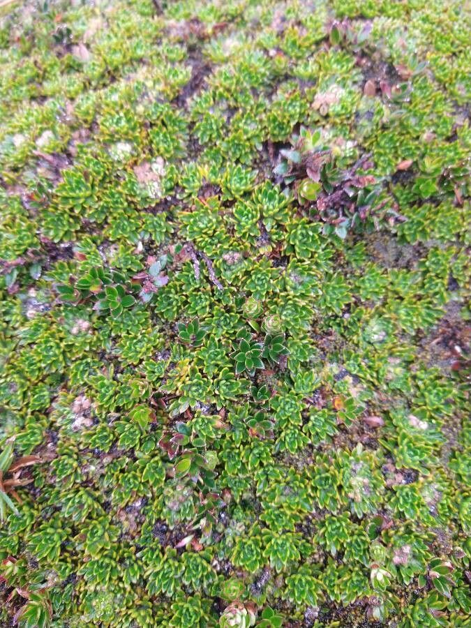 Azorella aretioides — related species from the same genus