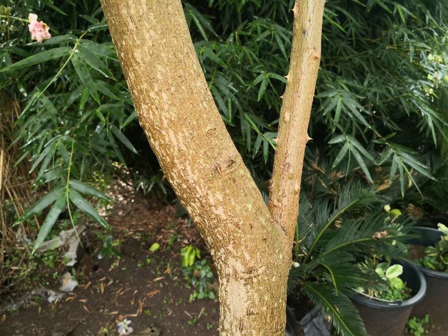 Solanum wrightii bark