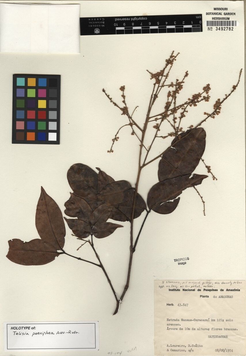 Talisia parviflora — houseplant care guide