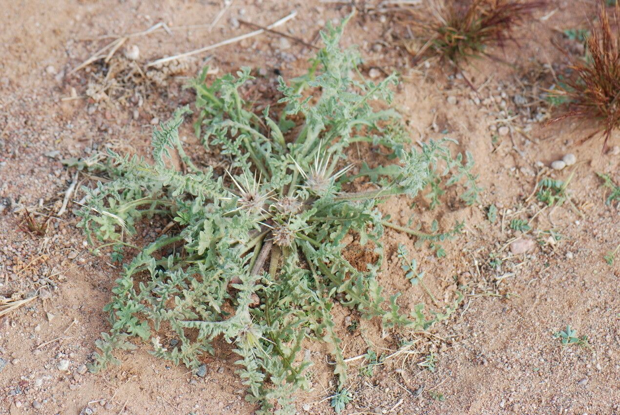 Centaurea pungens — houseplant care guide