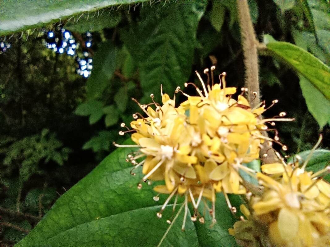 Dichapetalum lujae flower