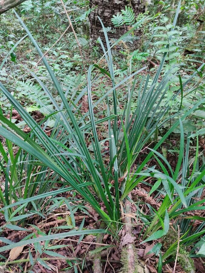 Scleria latifolia — houseplant care guide