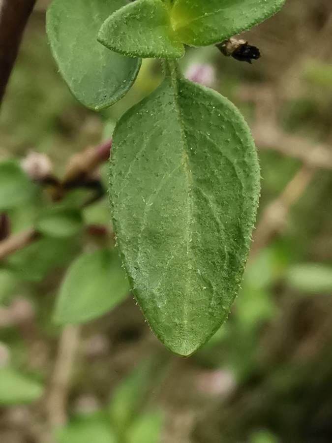 Leptodermis pilosa leaf