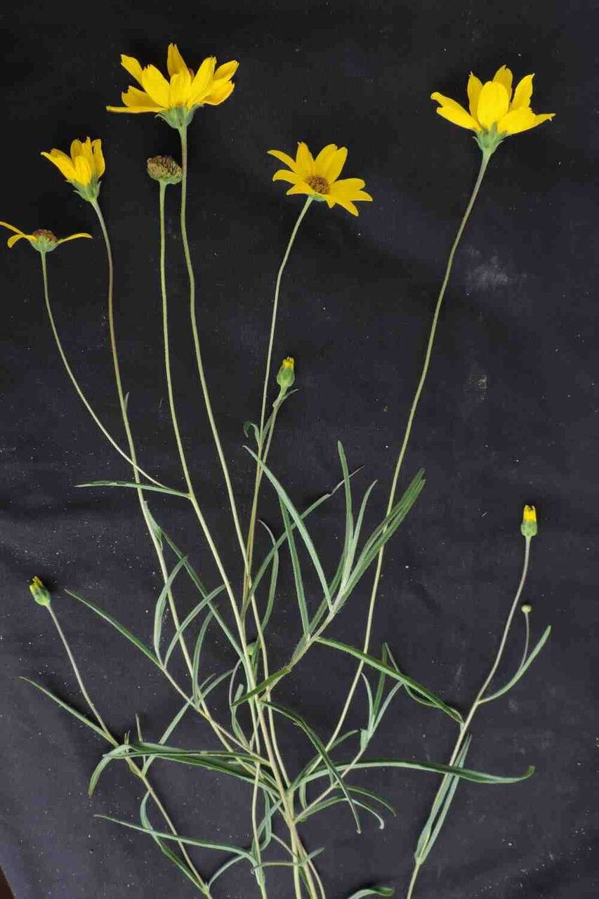 Aldama kunthiana — houseplant care guide