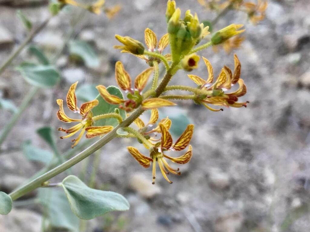Cleome coluteoides flower