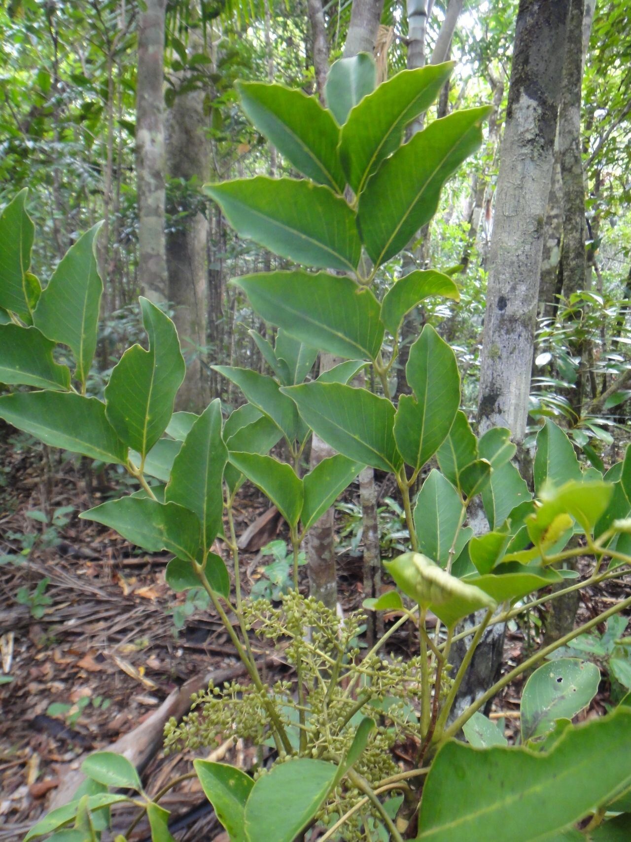 Polyscias cissodendron leaf